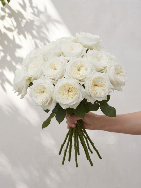 ALABASTER WHITE GARDEN ROSES